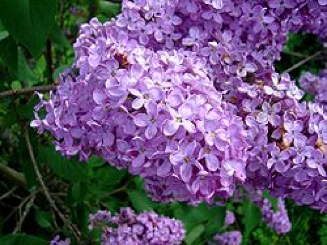 250px-Lilas-flowers2