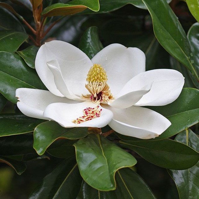 magnolia-grandiflora-1__63570.1548185802